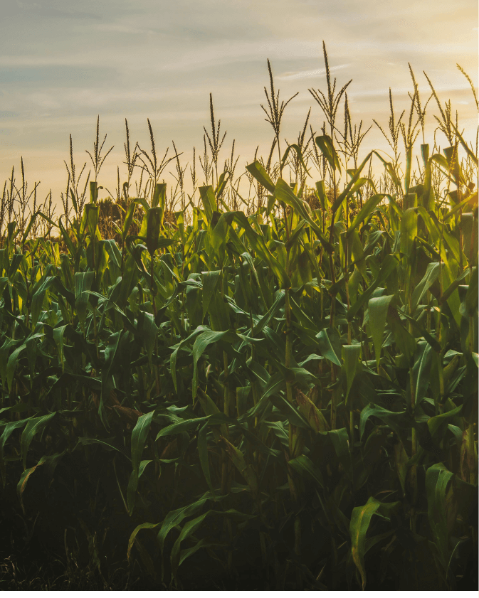 Bio-Based Surfactants vs. Biosurfactants in Ag