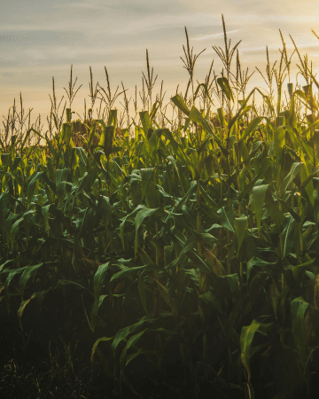 Bio-Based Surfactants vs. Biosurfactants in Ag