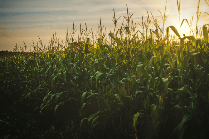 Bio-Based Surfactants vs. Biosurfactants in Ag