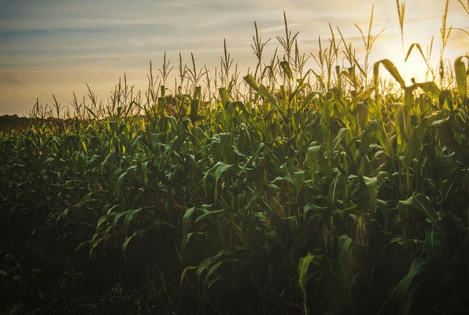 Bio-Based Surfactants vs. Biosurfactants in Ag
