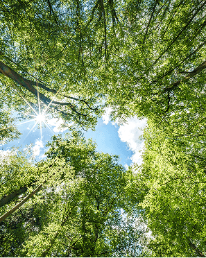 Why Customer Sustainability Requirements Are Changing Chemical Suppliers