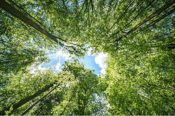 Why Customer Sustainability Requirements Are Changing Chemical Suppliers