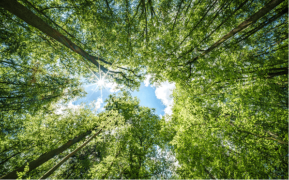 Why Customer Sustainability Requirements Are Changing Chemical Suppliers